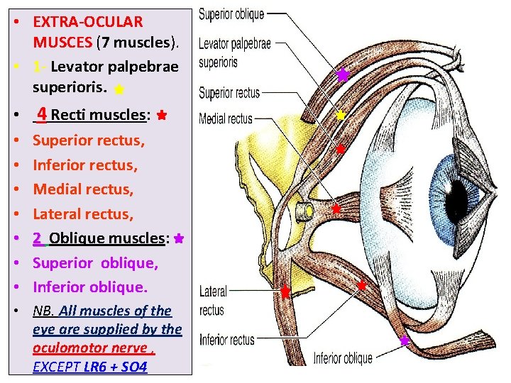  • EXTRA-OCULAR MUSCES (7 muscles). • 1 - Levator palpebrae superioris. • •