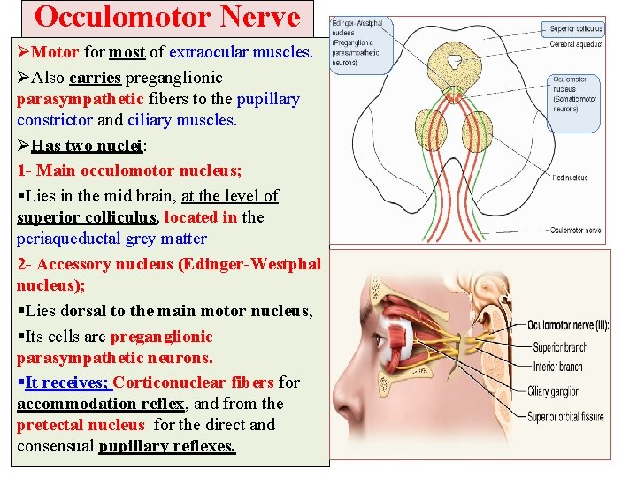 Occulomotor Nerve ØMotor for most of extraocular muscles. ØAlso carries preganglionic parasympathetic fibers to