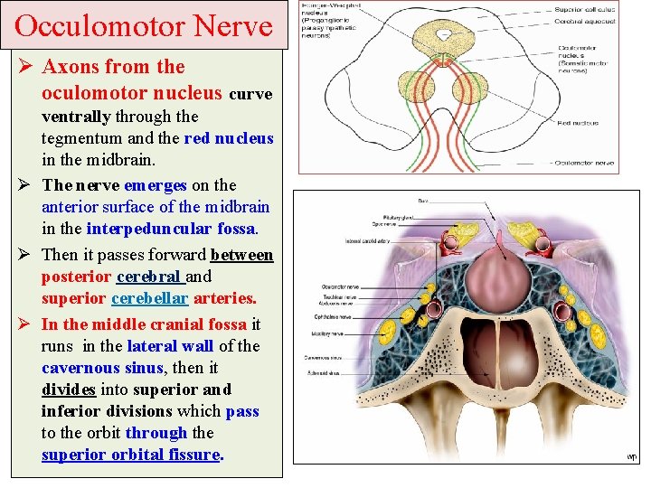 Occulomotor Nerve Ø Axons from the oculomotor nucleus curve ventrally through the tegmentum and