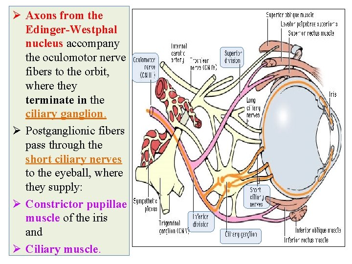 Ø Axons from the Edinger-Westphal nucleus accompany the oculomotor nerve fibers to the orbit,