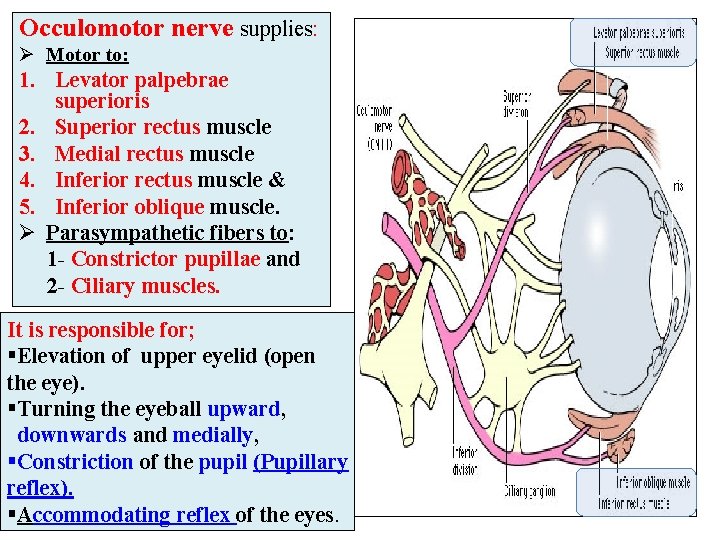 Occulomotor nerve supplies: Ø Motor to: 1. Levator palpebrae superioris 2. Superior rectus muscle