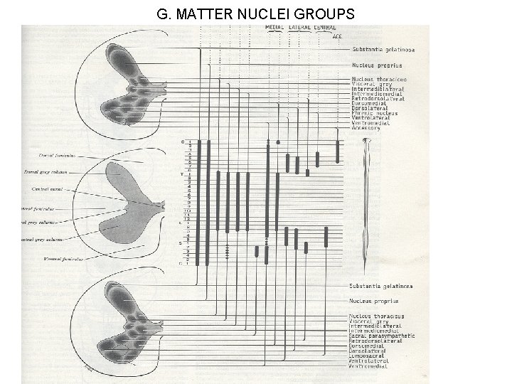 G. MATTER NUCLEI GROUPS 