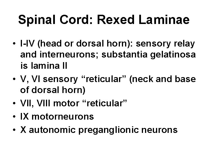 Spinal Cord: Rexed Laminae • I-IV (head or dorsal horn): sensory relay and interneurons;