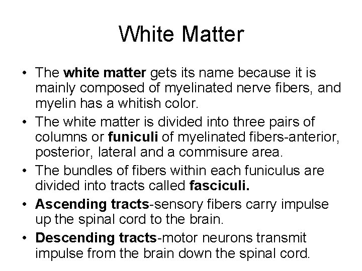 White Matter • The white matter gets its name because it is mainly composed