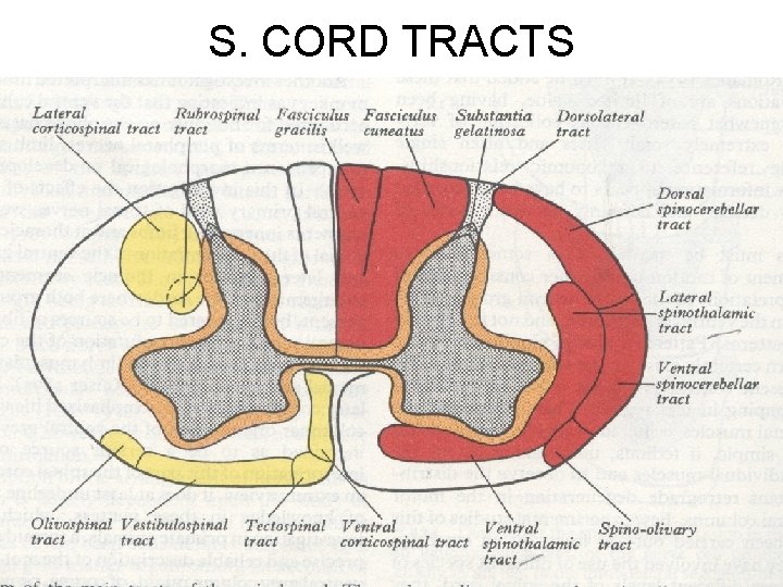 S. CORD TRACTS 