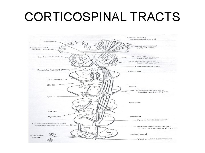 CORTICOSPINAL TRACTS 