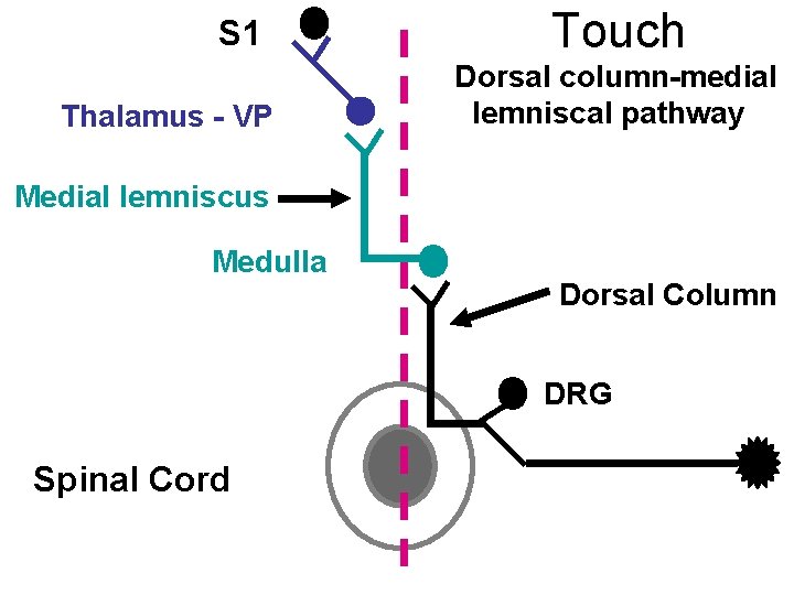 S 1 Thalamus - VP Touch Dorsal column-medial lemniscal pathway Medial lemniscus Medulla Dorsal