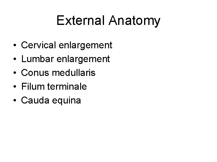 External Anatomy • • • Cervical enlargement Lumbar enlargement Conus medullaris Filum terminale Cauda