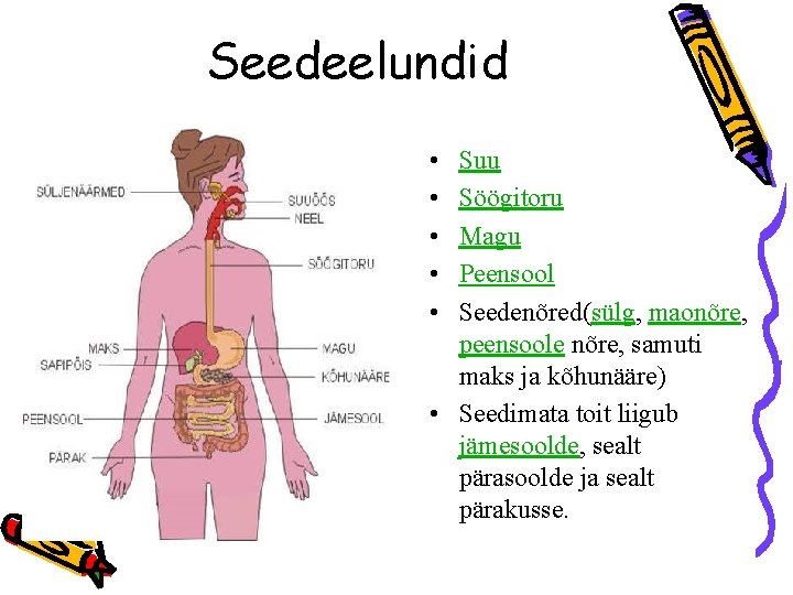 Seedeelundid • • • Suu Söögitoru Magu Peensool Seedenõred(sülg, maonõre, peensoole nõre, samuti maks