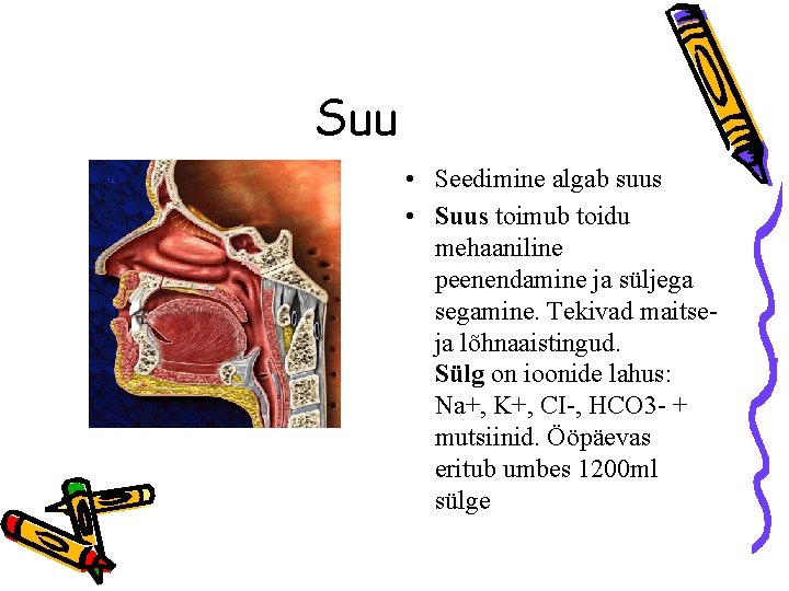 Suu • Seedimine algab suus • Suus toimub toidu mehaaniline peenendamine ja süljega segamine.