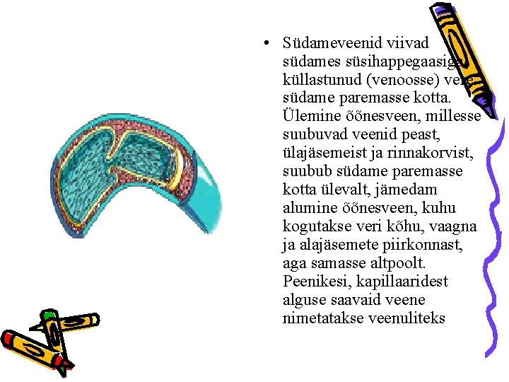  • Südameveenid viivad südames süsihappegaasiga küllastunud (venoosse) vere südame paremasse kotta. Ülemine õõnesveen,