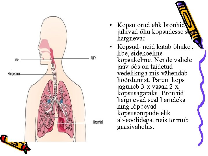  • Kopsutorud ehk bronhidjuhivad õhu kopsudesse seal hargnevad. • Kopsud- neid katab õhuke