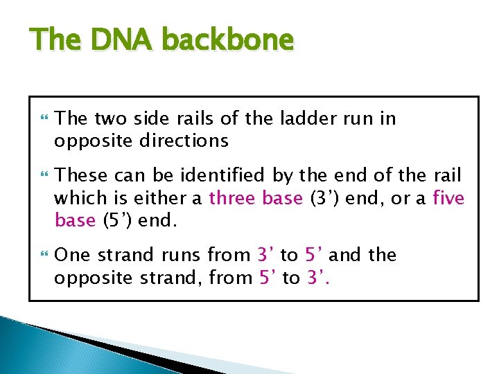 The DNA backbone The two side rails of the ladder run in opposite directions