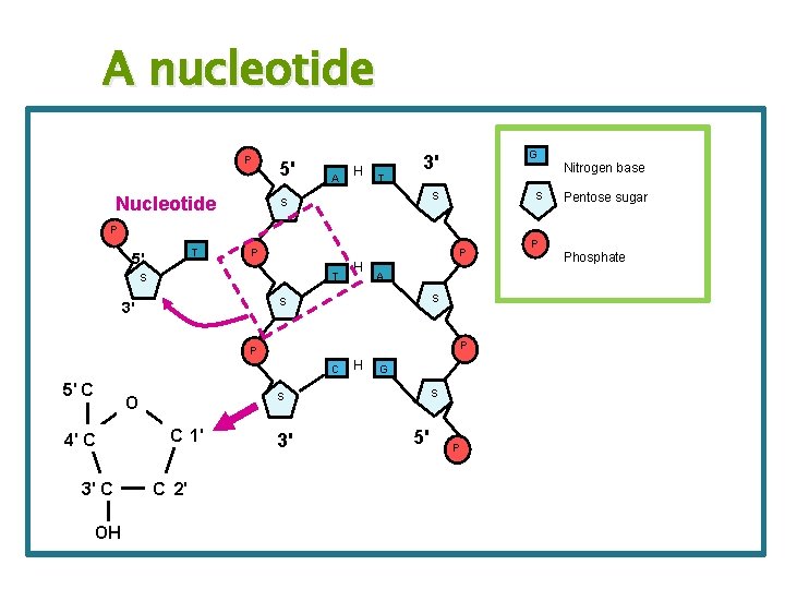 A nucleotide P Nucleotide 5' A H T G 3' Nitrogen base S S