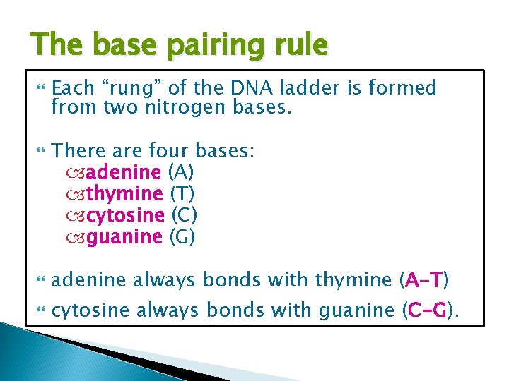 The base pairing rule Each “rung” of the DNA ladder is formed from two