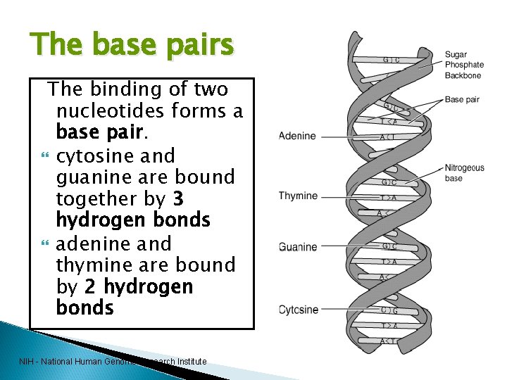 The base pairs The binding of two nucleotides forms a base pair. cytosine and