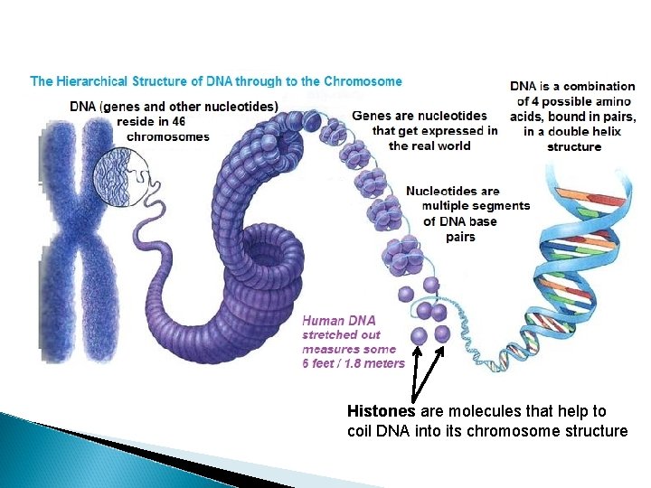 Histones are molecules that help to coil DNA into its chromosome structure 