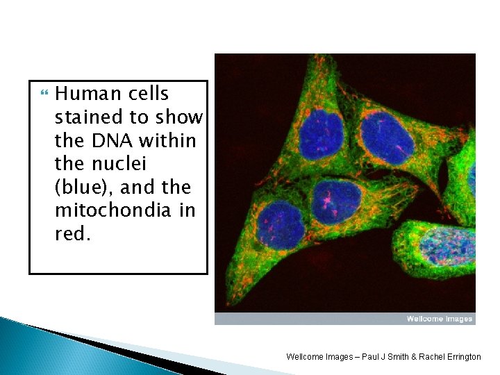  Human cells stained to show the DNA within the nuclei (blue), and the