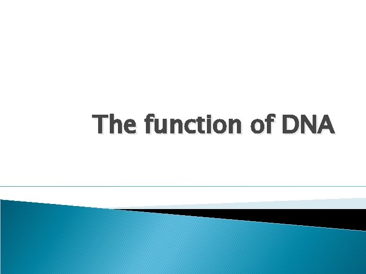 The function of DNA 