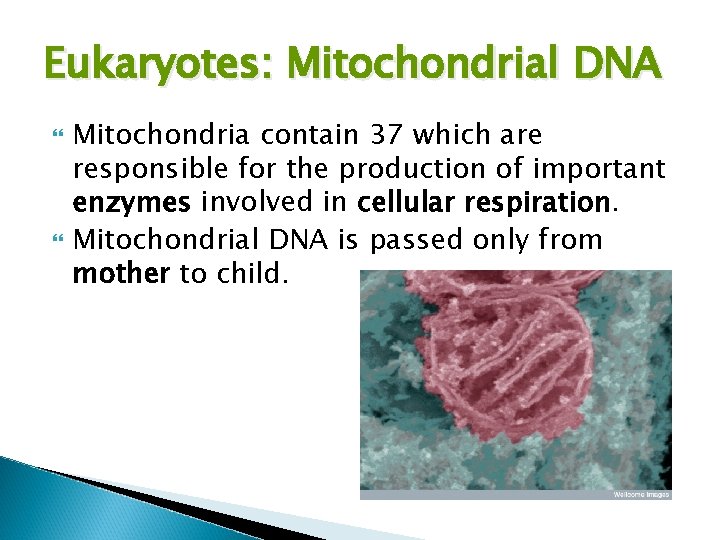 Eukaryotes: Mitochondrial DNA Mitochondria contain 37 which are responsible for the production of important