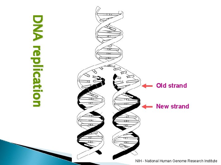 DN A r e p l i c a ti o n Old strand