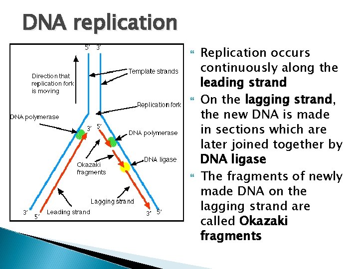 DNA replication Replication occurs continuously along the leading strand On the lagging strand, the