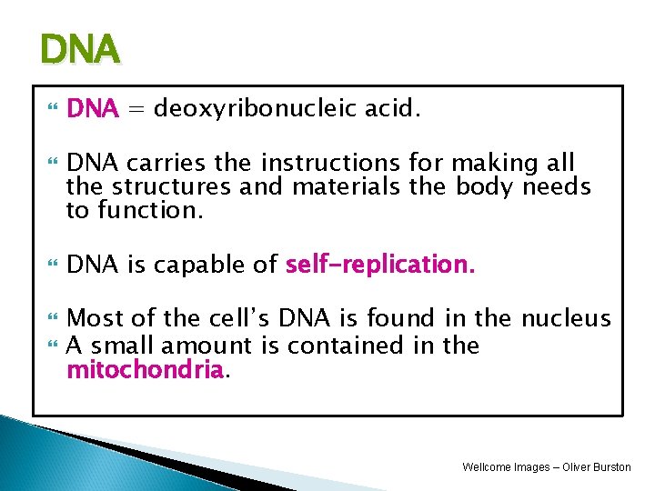 DNA DNA = deoxyribonucleic acid. DNA carries the instructions for making all the structures