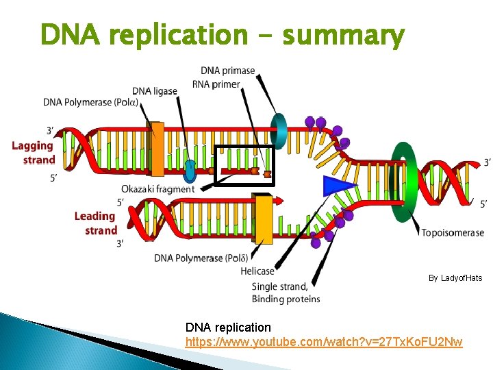 DNA replication - summary By Ladyof. Hats DNA replication https: //www. youtube. com/watch? v=27