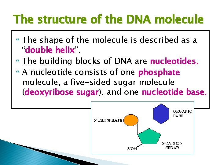 The structure of the DNA molecule The shape of the molecule is described as