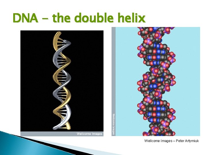 DNA - the double helix Wellcome Images – Peter Artymiuk 