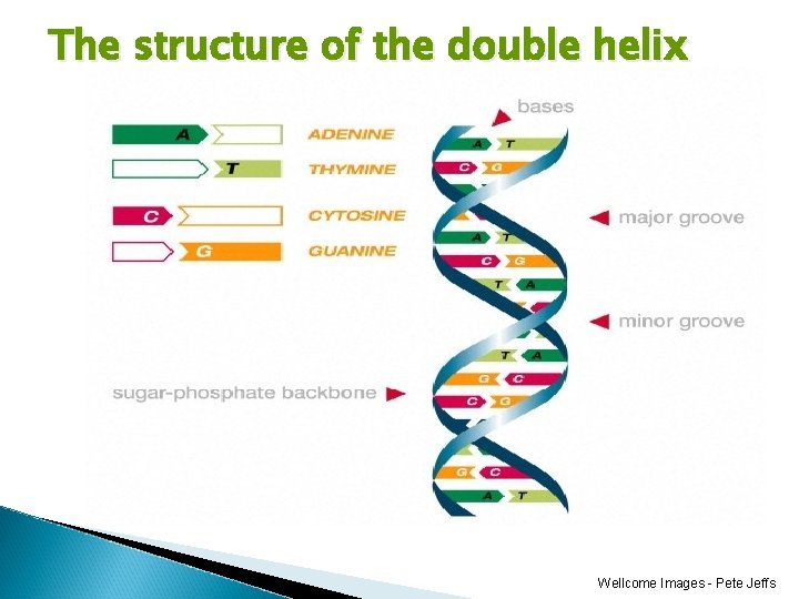 The structure of the double helix Wellcome Images - Pete Jeffs 