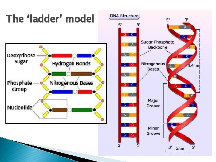 The ‘ladder’ model 