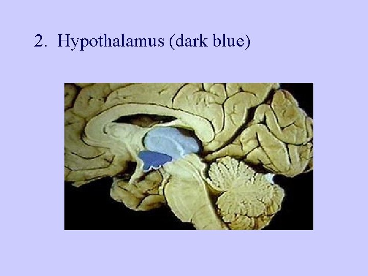 2. Hypothalamus (dark blue) 