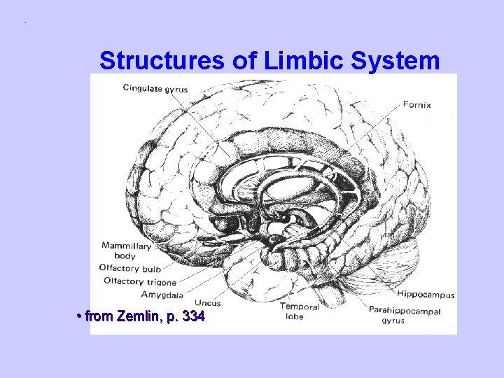 Structures of Limbic System • from Zemlin, p. 334 