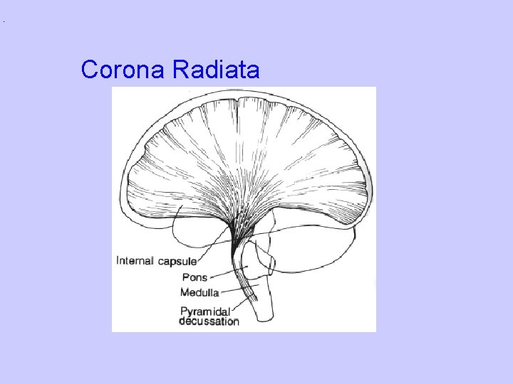 Corona Radiata 
