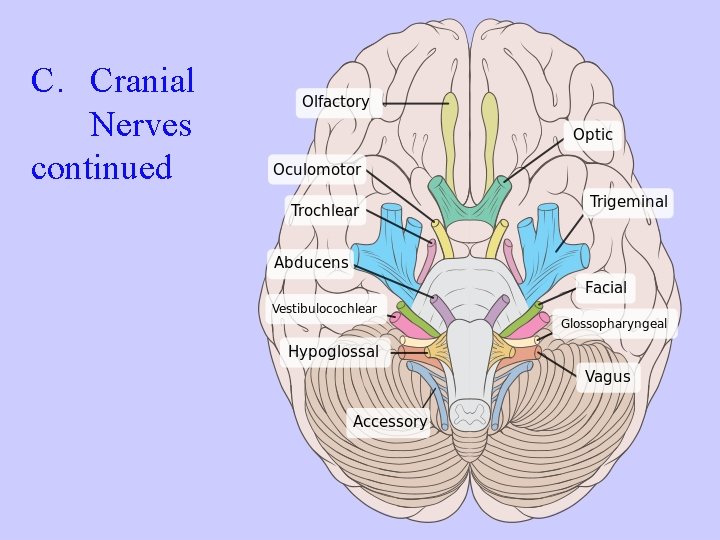 C. Cranial Nerves continued 