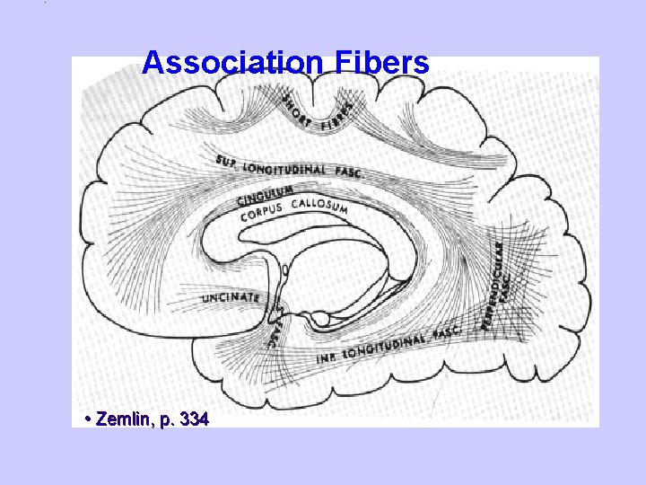 Association Fibers • Zemlin, p. 334 
