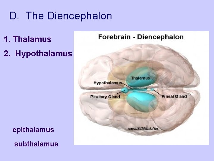 D. The Diencephalon 1. Thalamus 2. Hypothalamus epithalamus subthalamus 