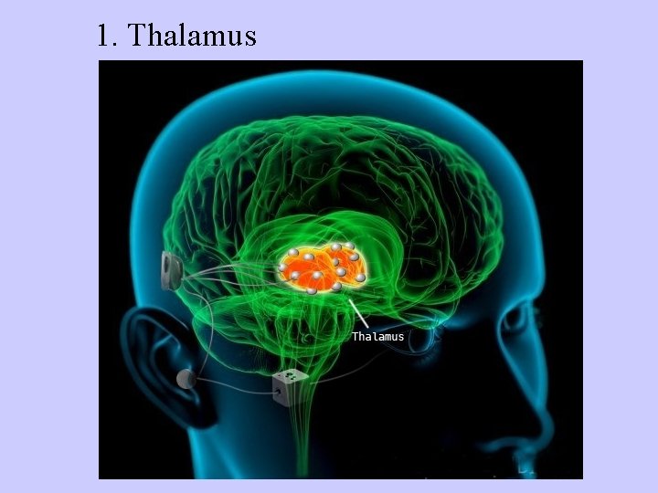 1. Thalamus 