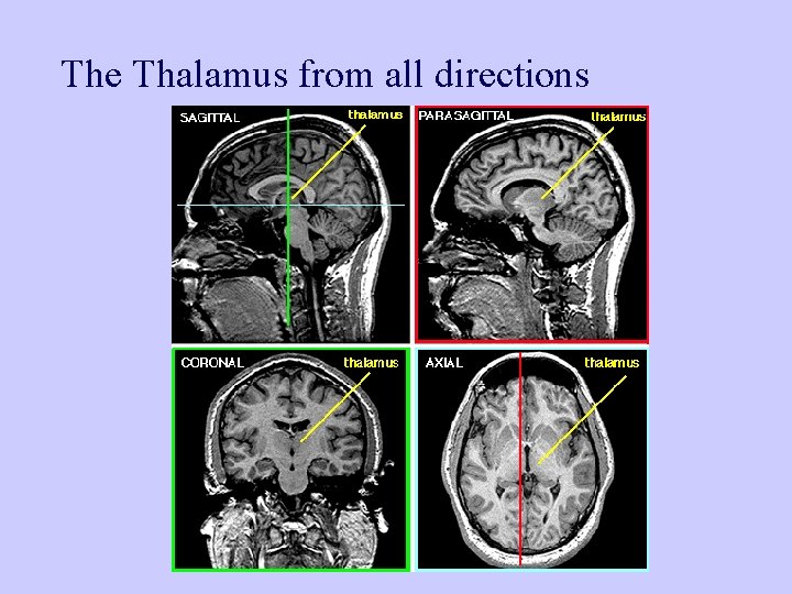 The Thalamus from all directions 
