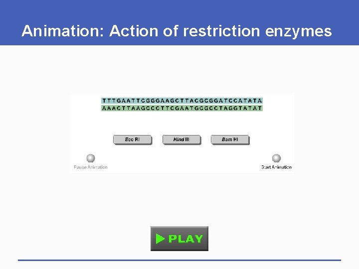 Animation: Action of restriction enzymes 