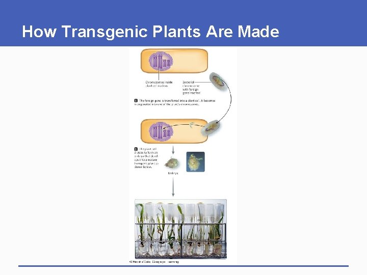 How Transgenic Plants Are Made 