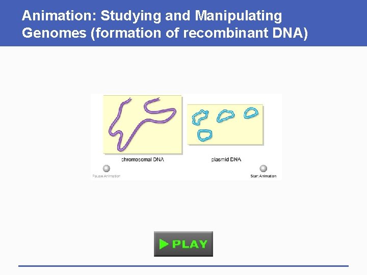 Animation: Studying and Manipulating Genomes (formation of recombinant DNA) 