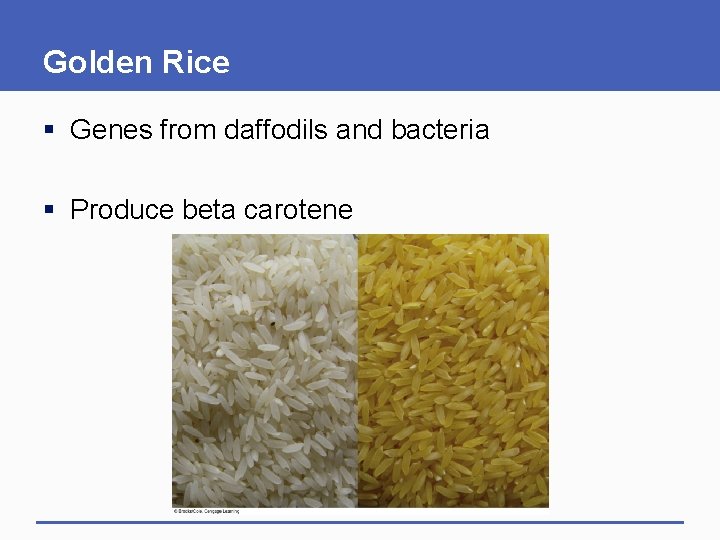 Golden Rice § Genes from daffodils and bacteria § Produce beta carotene 