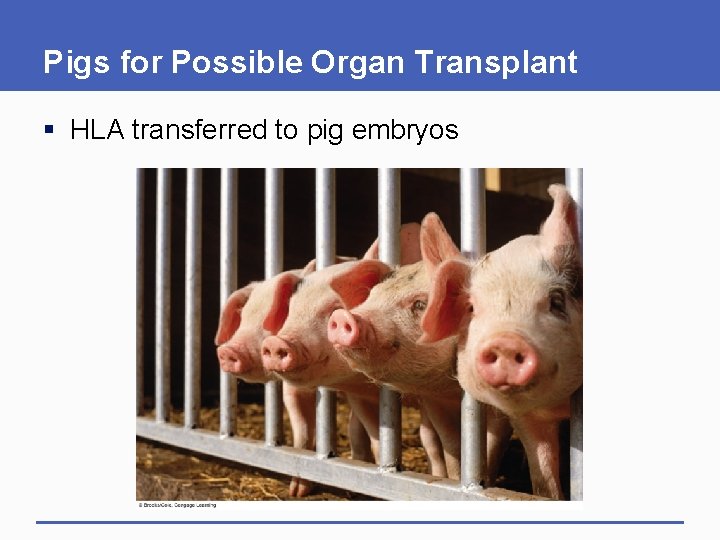 Pigs for Possible Organ Transplant § HLA transferred to pig embryos 