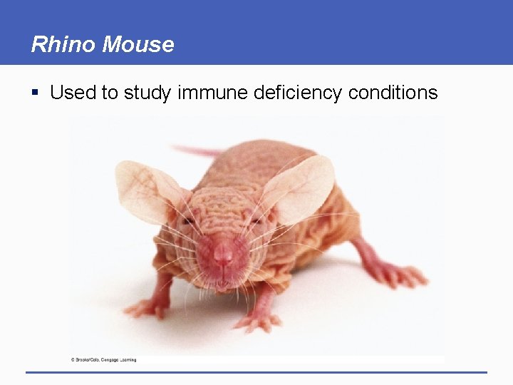 Rhino Mouse § Used to study immune deficiency conditions 