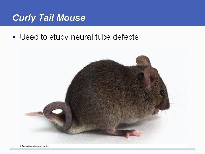 Curly Tail Mouse § Used to study neural tube defects 