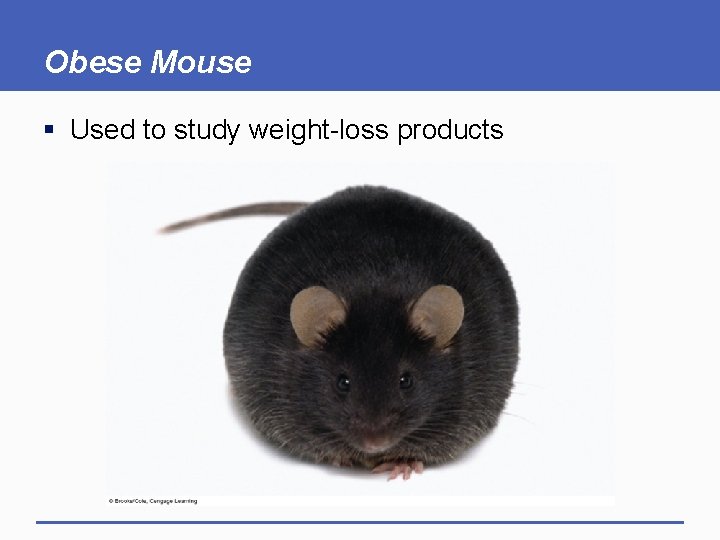 Obese Mouse § Used to study weight-loss products 