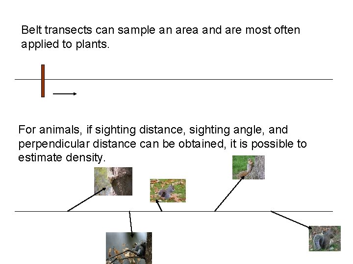 Belt transects can sample an area and are most often applied to plants. For