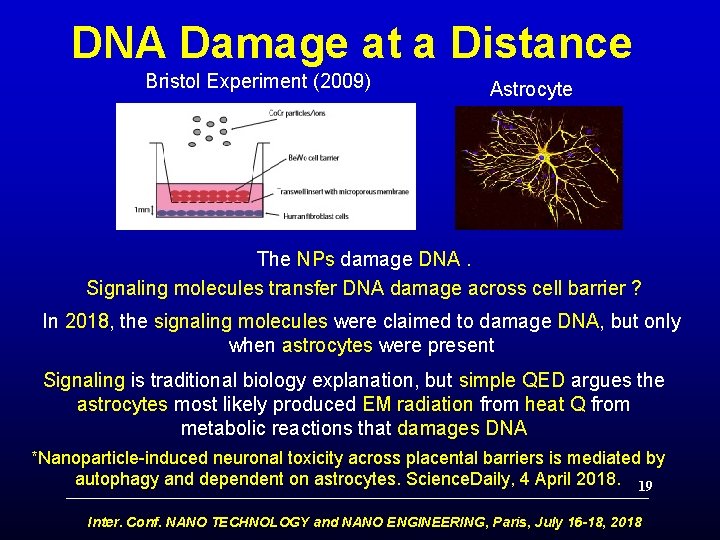 DNA Damage at a Distance Bristol Experiment (2009) Astrocyte The NPs damage DNA. Signaling